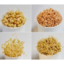 Cereals for germination